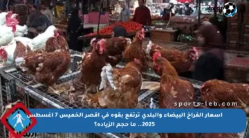 أسعار الفراخ البيضاء والبلدي ترتفع بقوة في أقصر الخميس 7 أغسطس 2025.. ما حجم الزيادة؟